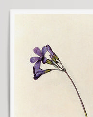 After Hover: Oxalis elegans - mountain palm