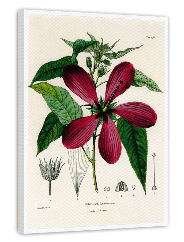 Roter Hibiskus