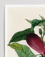 After Hover: Red hibiscus