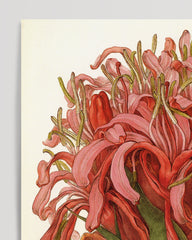 After Hover: Doryanthes excelsa - Australian bush flower