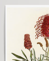 After Hover: Grevillea banksii - Protea tree with red flowers