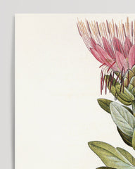 After Hover: Protea Radiata - King Protea with red flowers