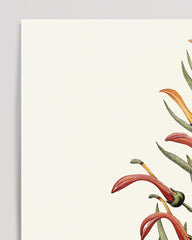After Hover: Lobelia Tupa - Devil's Tobacco