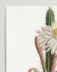 After Hover: Cactus Ambiguus - Cactus with white flower