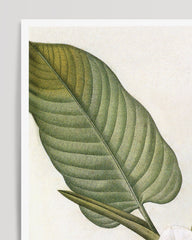 After Hover: Magnolia Macrophylla - Large-leaved magnolia