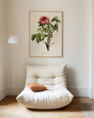 After Hover: Paeonia - Pfingstrose