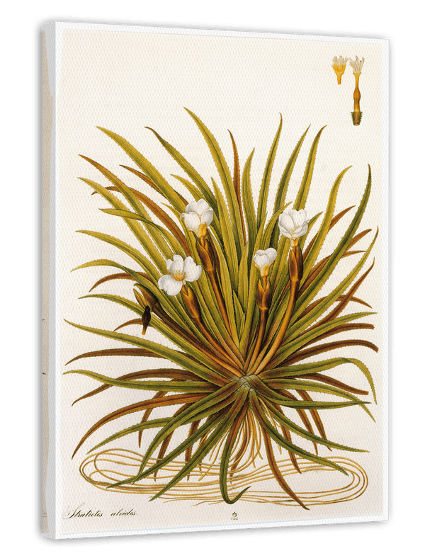 Stratiotes Aloides - Krebsschere