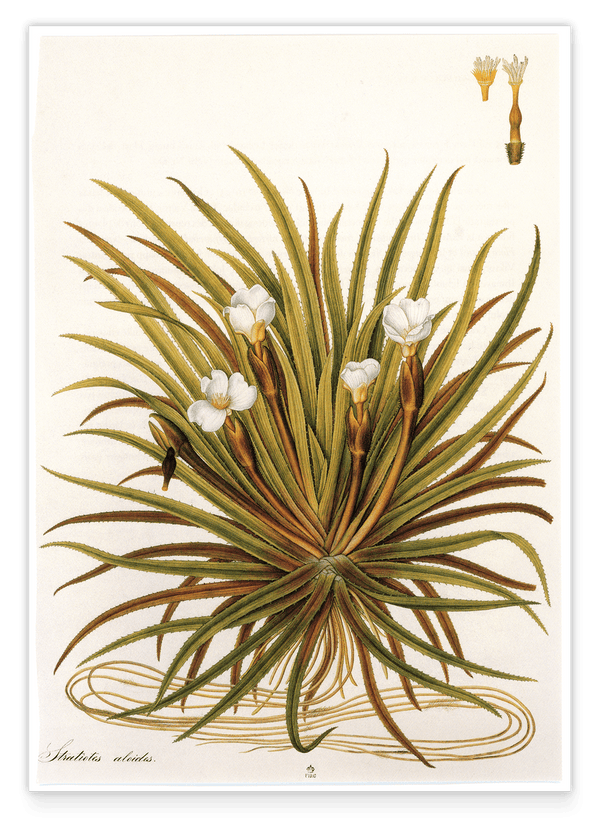 Stratiotes Aloides - Krebsschere