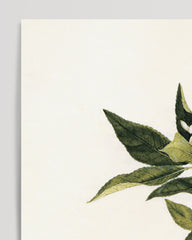 After Hover: Citrus - lemons and lemon branch