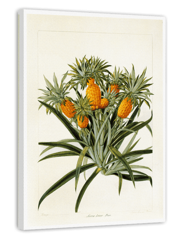 Ananas am Ananasbaum
