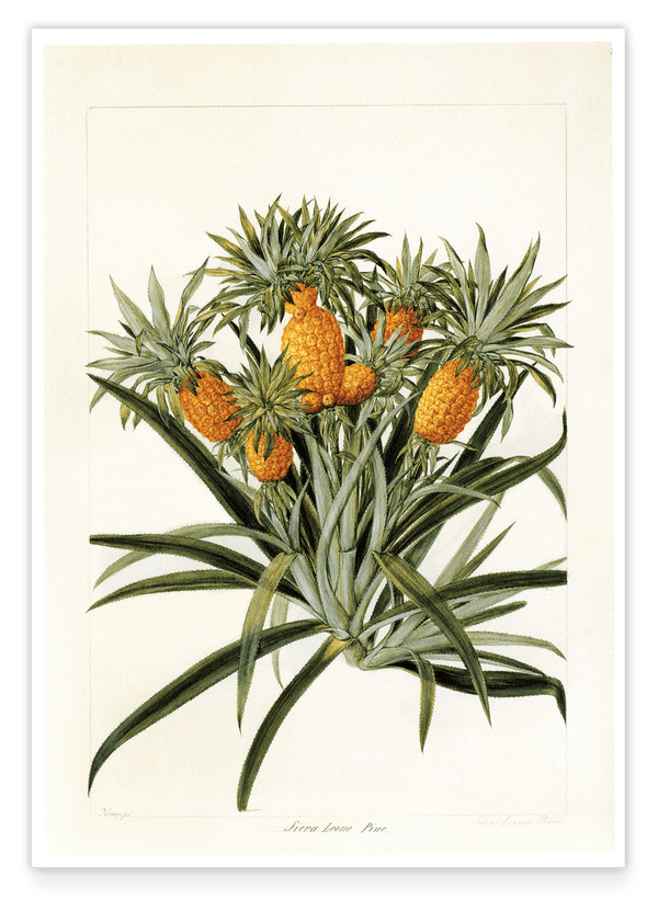 Ananas am Ananasbaum