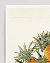 After Hover: Pineapple on the pineapple tree