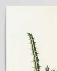 After Hover: African flower Stapelia hircosa - Stapelias in vintage style