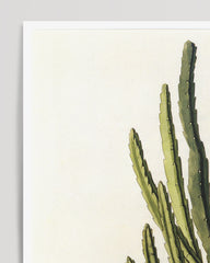 After Hover: Stapelia Hircosa Succulent - Stapelia with star flowers