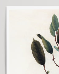 After Hover: Napoleonaea Imperialis - West African plant