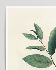 After Hover: Monodora Undulata - Branch with red flowers