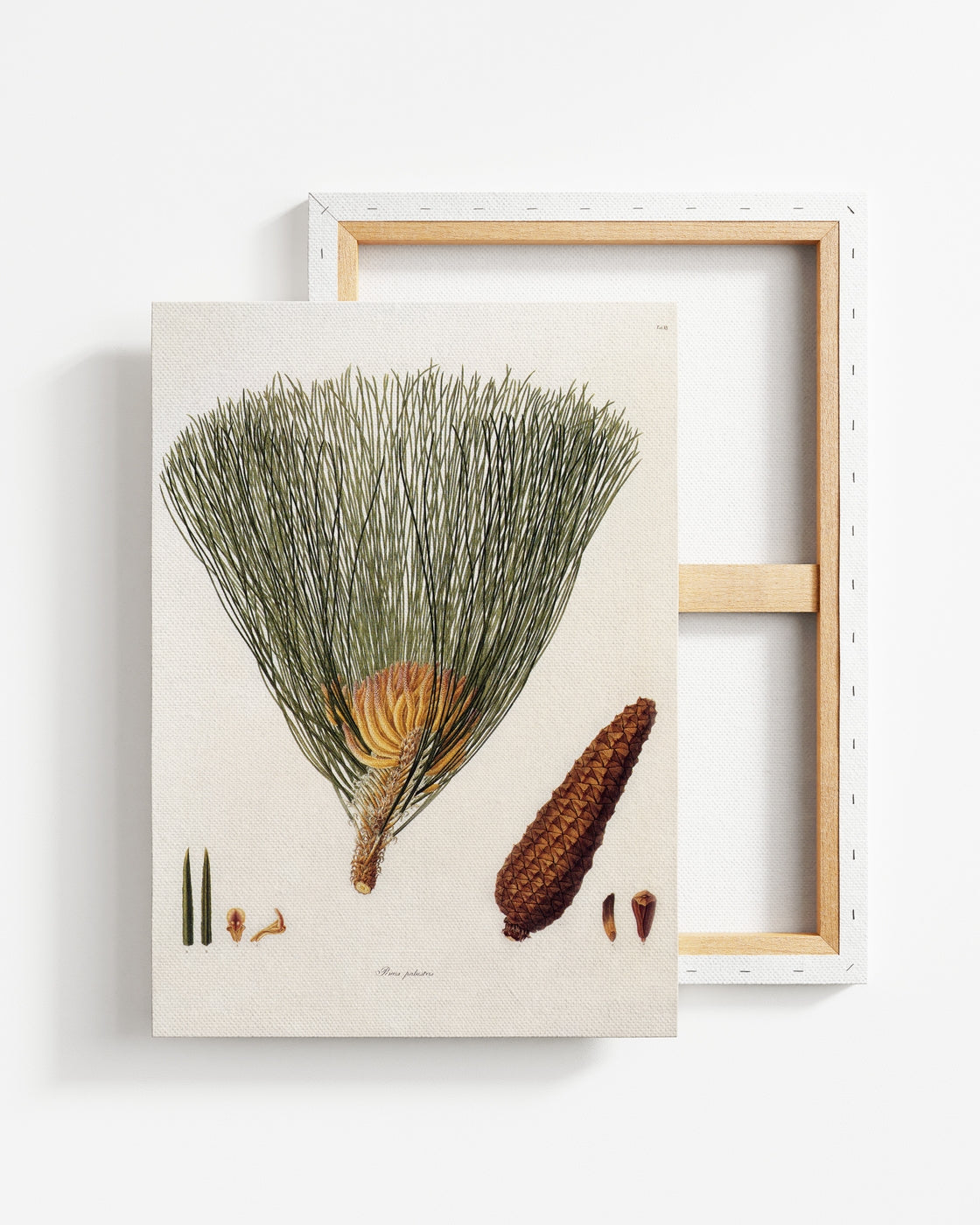 stretched-canvas