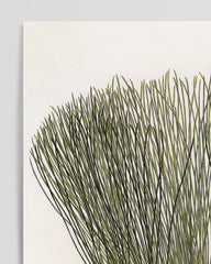 After Hover: Pinus palustris - Scots pine with cones