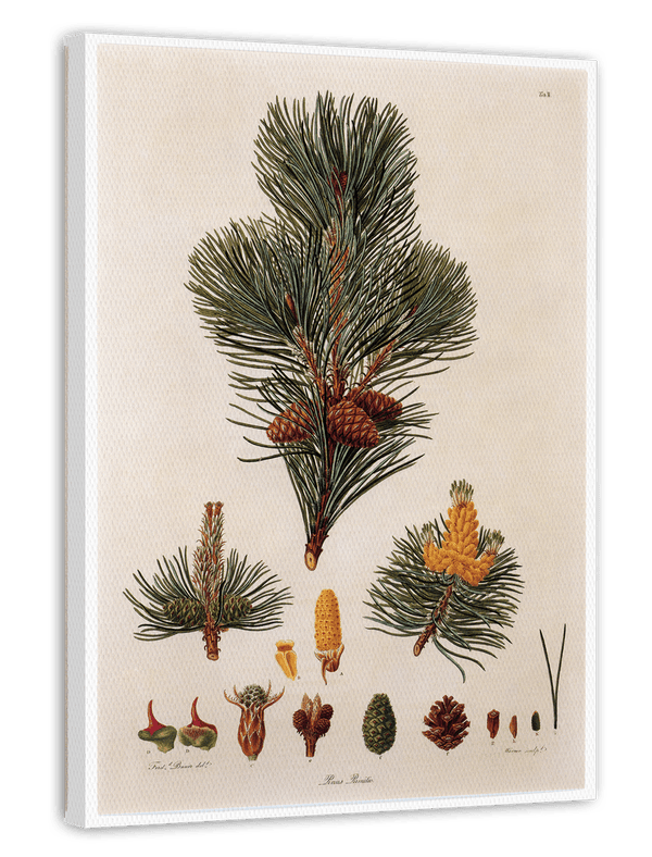 Pinus Pumila - Zwerg-Kiefer - Zweige und Zapfen