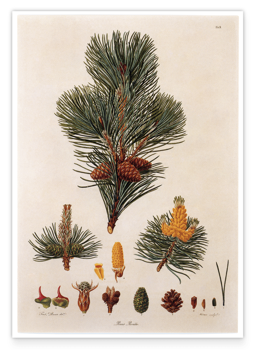 Pinus Pumila - Zwerg-Kiefer - Zweige und Zapfen