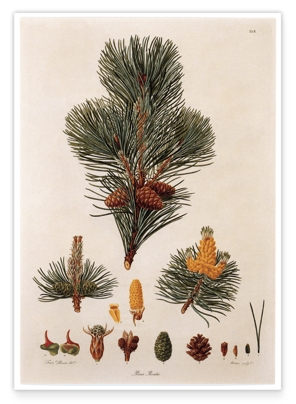 Pinus Pumila - Zwerg-Kiefer - Zweige und Zapfen