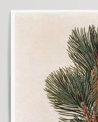 After Hover: Pinus pumila - dwarf pine - twigs and cones