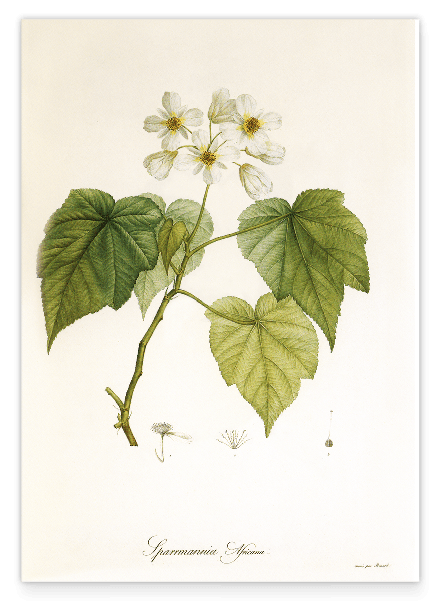 Sparrmannia Africana - Kapländische Zimmerlinde