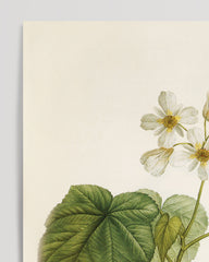 After Hover: Sparrmannia africana - Cape linden