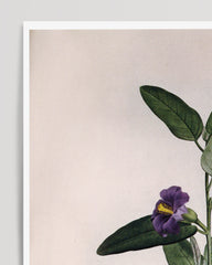 After Hover: Plant with purple flowers