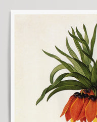 After Hover: Fritillaria Imperialis - Imperial Crown