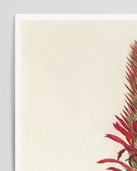 After Hover: Pitcairnia - plant with red flowers