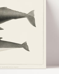 After Hover: Humpback whale and fin whale in vintage look