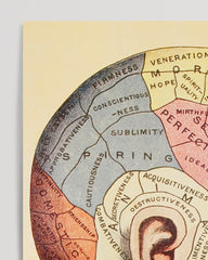 After Hover: Phrenology of the head