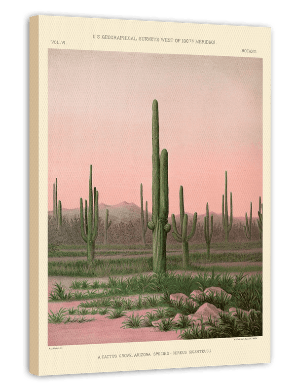Arizona Kaktushain in der Sonora-Wüste