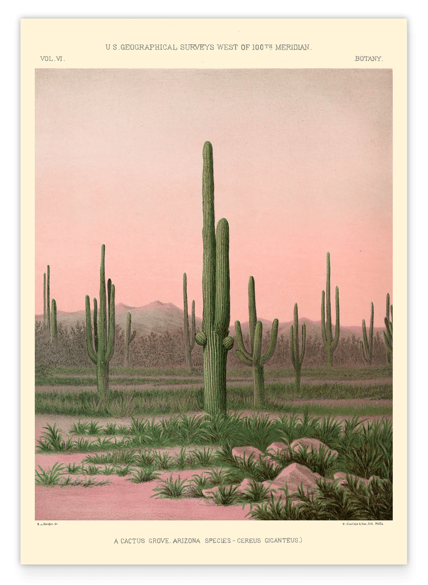 Arizona Kaktushain in der Sonora-Wüste