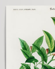 After Hover: Botany information on Citrus Limonium