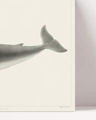 After Hover: Whale with water fountain