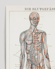 After Hover: Human blood vessels