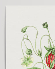 After Hover: Strawberry fruits on the branch