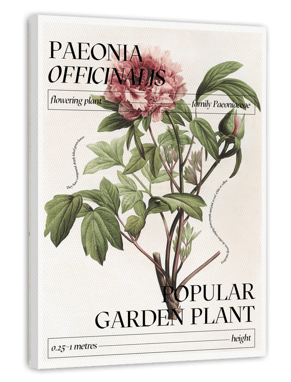 Pfingstrosen Steckbrief "Paeonia Officinalis"