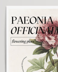 After Hover: Peony Fact Sheet "Paeonia Officinalis"