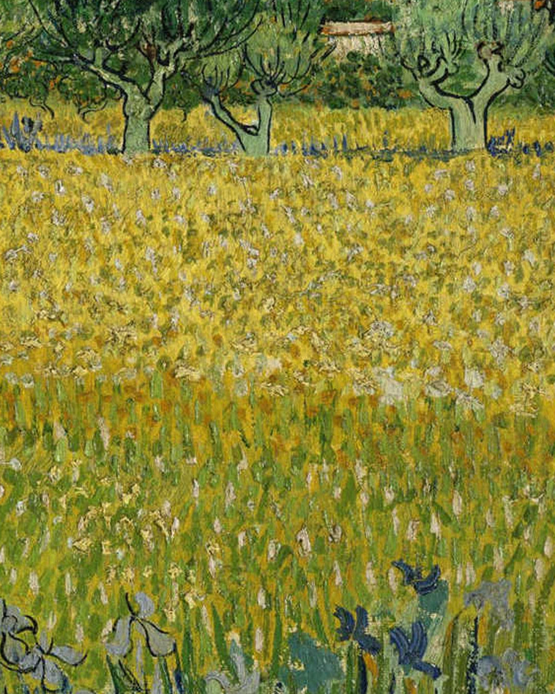 canvas