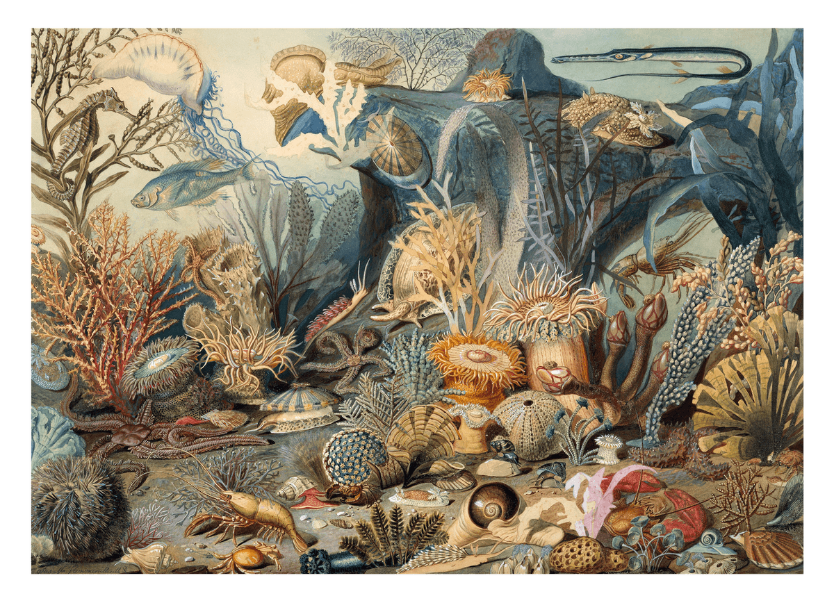 James M. Sommerville - Marine Life