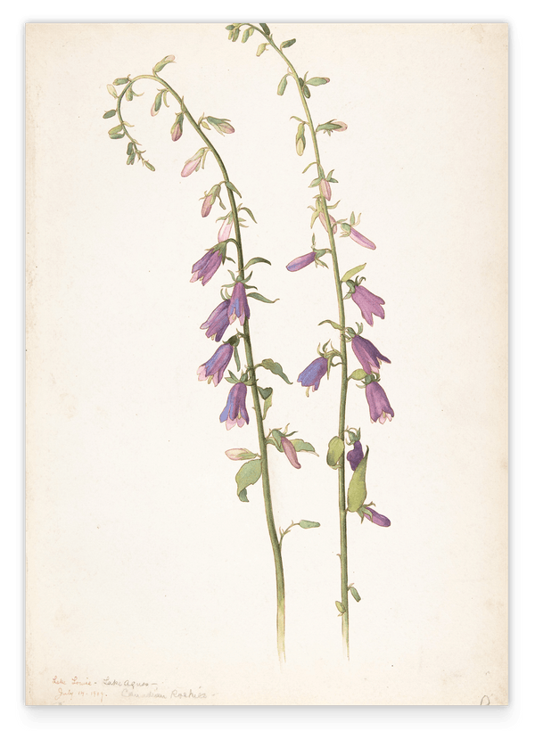 Margaret Neilson Armstrong - Campanula