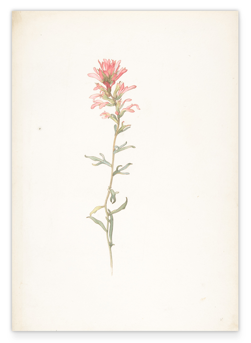Margaret Neilson Armstrong - Nordwestlicher Indianer Pinsel, Castilleja Angustifolia