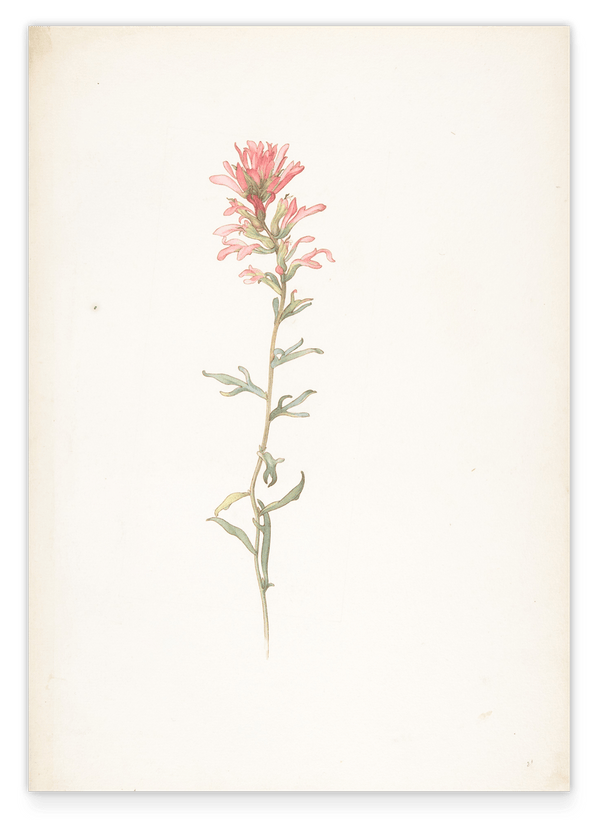 Margaret Neilson Armstrong - Nordwestlicher Indianer Pinsel, Castilleja Angustifolia