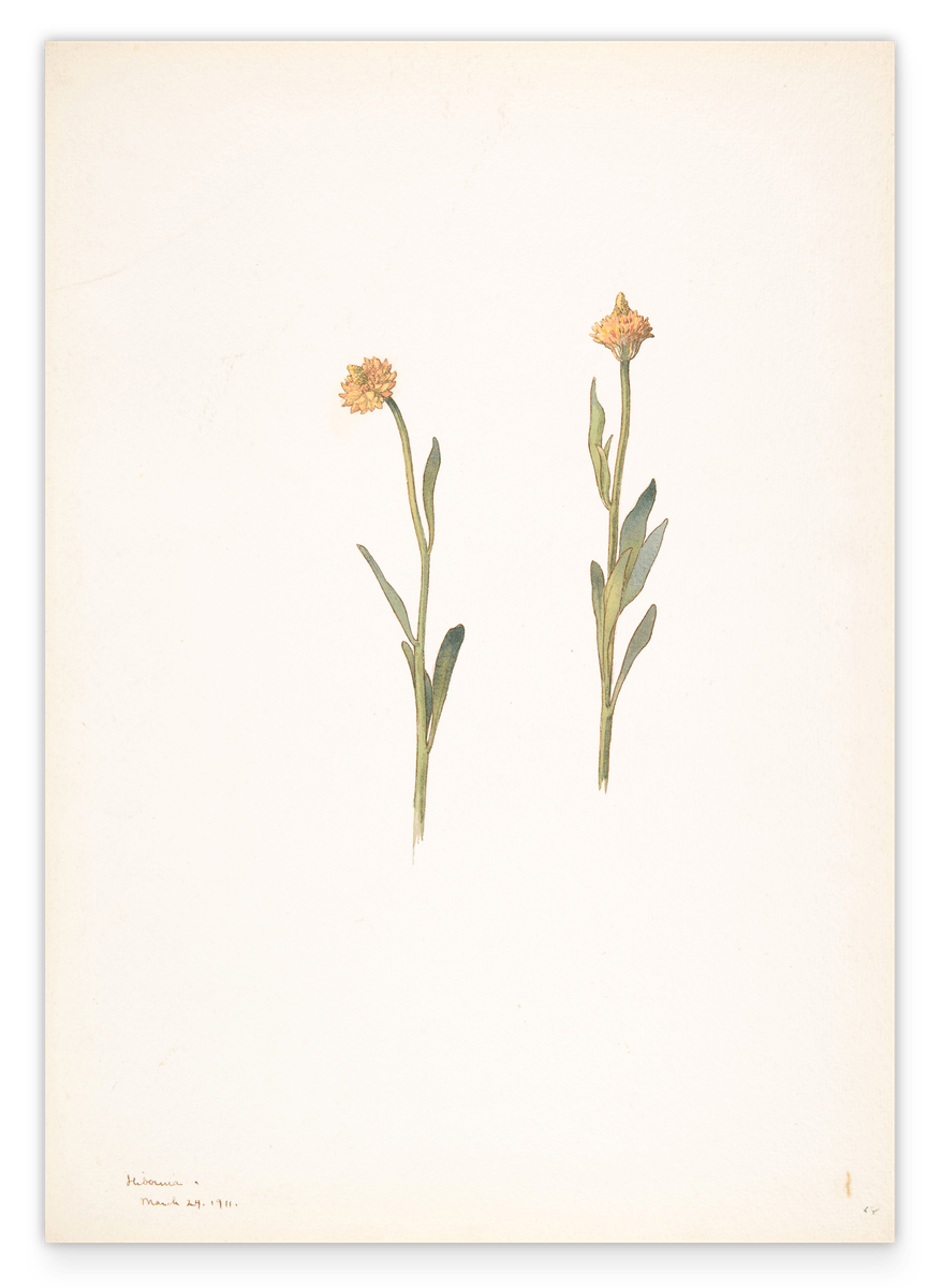 Margaret Neilson Armstrong - Yellow Flowers with Small Heads