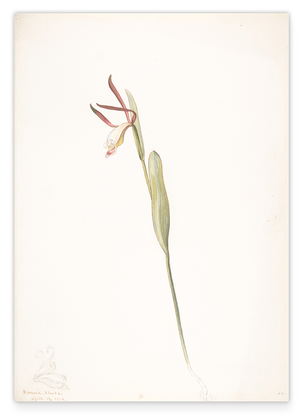 Margaret Neilson Armstrong - Rote und weiße Orchidee